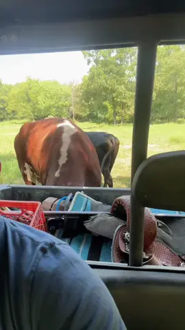 #rufusthebull #redfordthebull 
