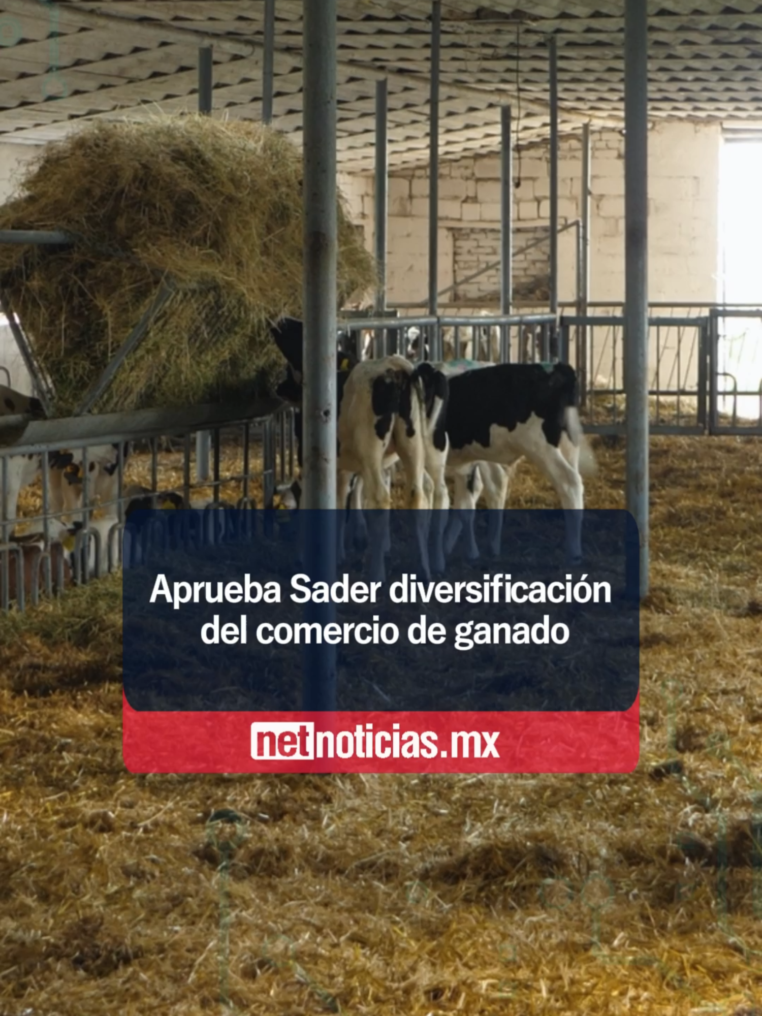 Aprueba SADER diversificación del comercio de ganado #NetNoticiasMx #ganado #diversificacion #comercio #economia #reses #chihuahua