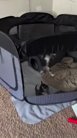 #foryou #viral #catsoftiktok #cats #fyp 