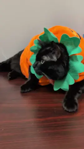 GusGus Dress up #delaware #faithfulfriendsanimalsociety #fyp #adoptdontshop #donate @FaithfulFriends 