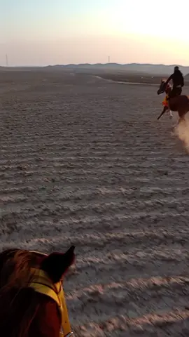 هدت خيل الكوانه تطرد بچلاب 🦅#اللهم_صلي_على_نبينا_محمد #كركوك_ناحيت_ليلان #خيل_وخياله🐎 