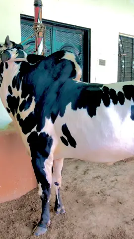 King of Ratta 🦅👑❤️🫶🏻🤲@*رئیس*-👑 @ch...mushtaq...ratta... 