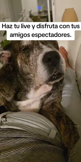 Un segmento de mi live, lo hago con cariño y me divierto. #tiktoklive #livehighlights #amor #perro 