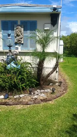The Boys Yard is Done! #fyp #friends #florida #yardwork 
