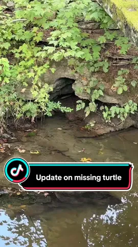 Update on our missing turtle #farm #turtle #farmlife #farmtok