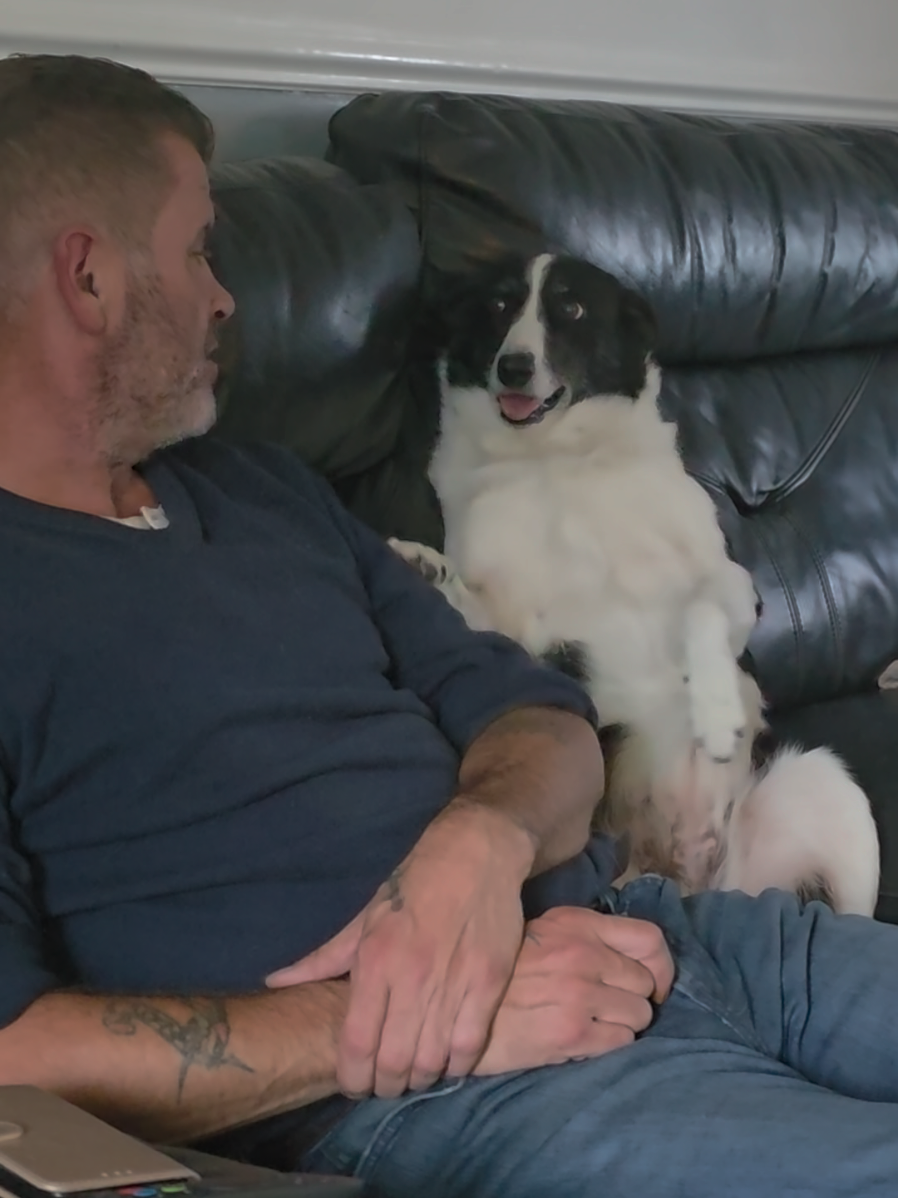 Lola Been Lola Again 😅🤣❤️ #boardercollie #foryoupage❤️❤️ #fyp #dogsoftiktok 