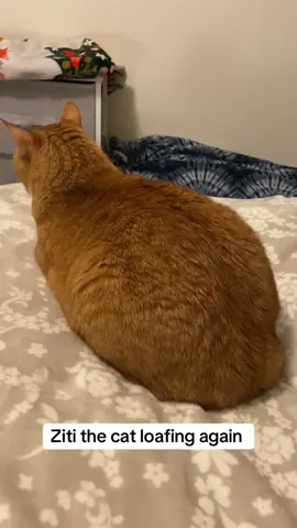 Ziti the cat loafing again  #catsoftiktok #cattok #catlovers ##cutecatsoftiktok##obsessedwithcats