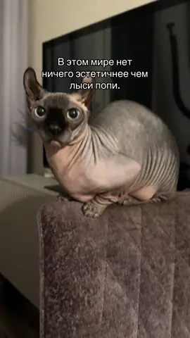 Лыси попи под Лану Дель Рей 🙏🏻🙏🏻 #лысикоти #лысипопи #сфинкс #животные #sphynx 