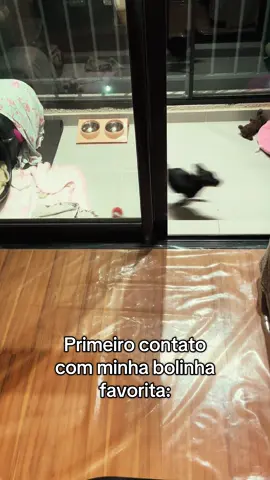 Rende ótimas risadas 😂 #pinscher #filhotepinscher #bolinhamaluca #cachorro 