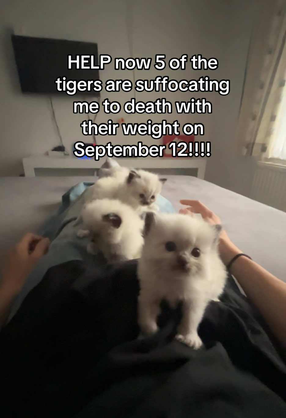 CALL 911!!! I‘m in big trouble! #fy #babycat #cat #ragdoll #trend 