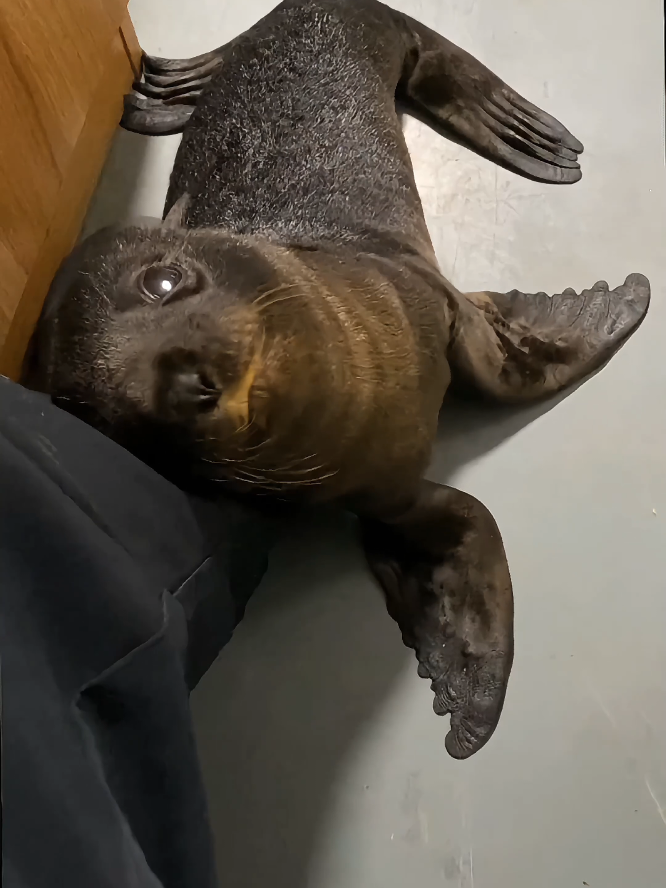 cute fur seal#pet #pinniped #seal #funny #cute 