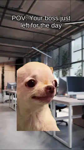 #CapCut #fyp #trending #dog lemme show you who in charge