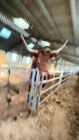 La trend devine 🤣 #betaillere #betail #scaniav8 #autista #pourtoi 