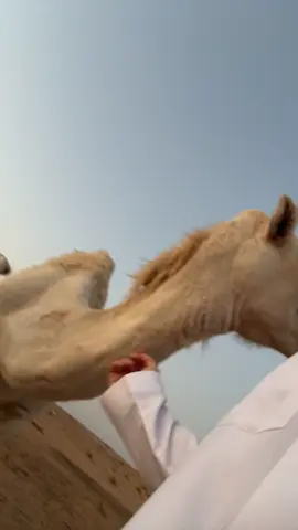 سلفي 🤳🏻#بر #4u #Lost #ناقه #riyadh 