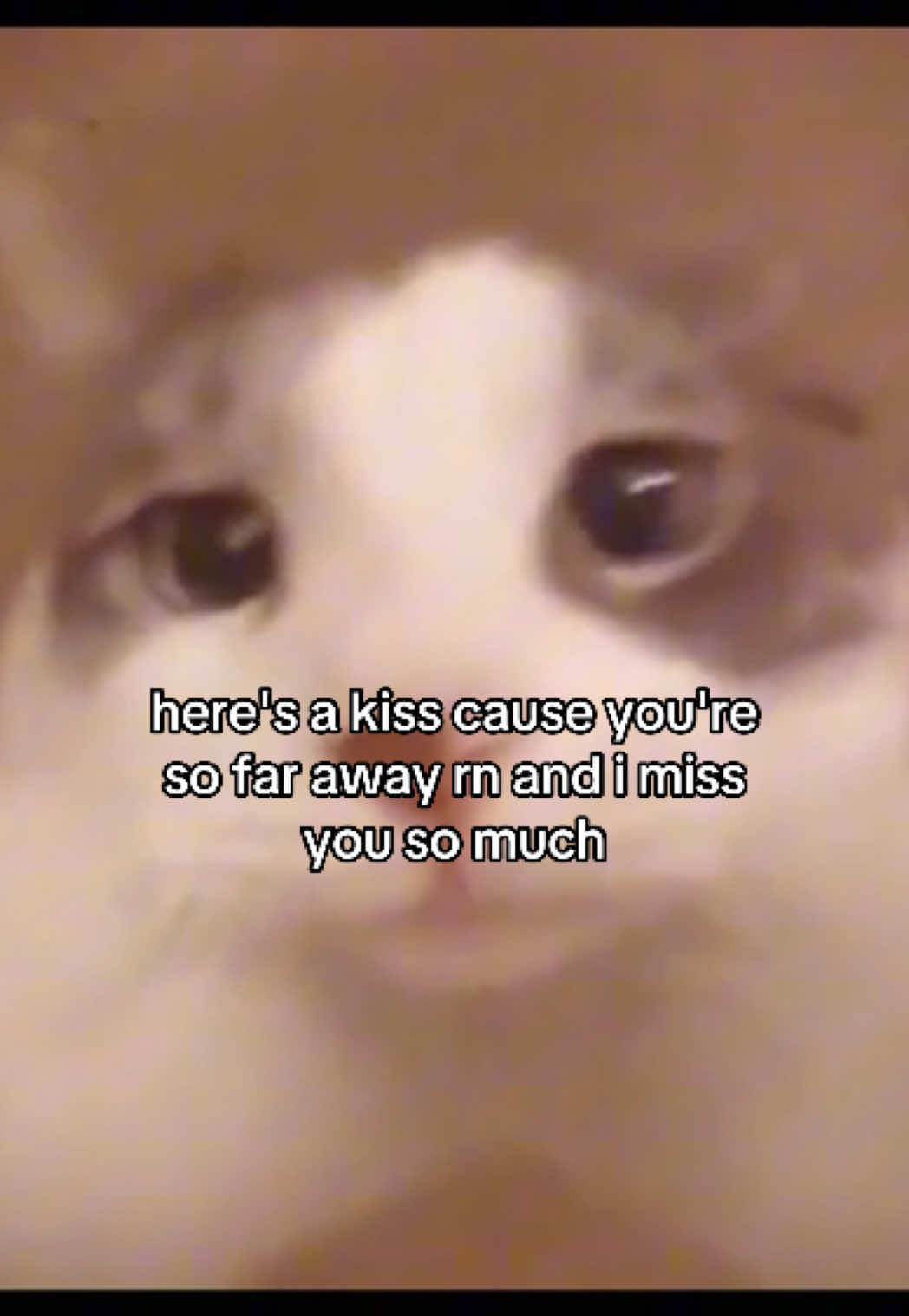 #catsoftiktok #catmeme #relationshipmemes #relatable #couplecomedy 