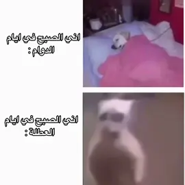 حقيقي 😂😂💔 #مالي_خلق_احط_هاشتاقات #حقيقه😂😂😂😭 #رياكشنات_مضحكه_منوعه❤😂 #رياكشنات 