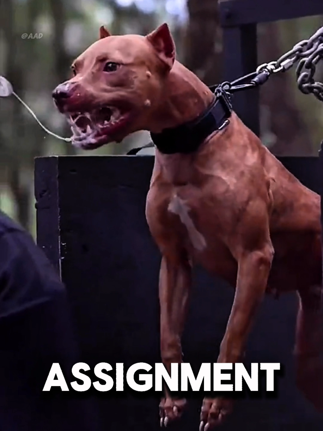 Most Dangerous Dog in the world 🌎🌍 #Titok #fyp #dog #dangerousdog #viral 