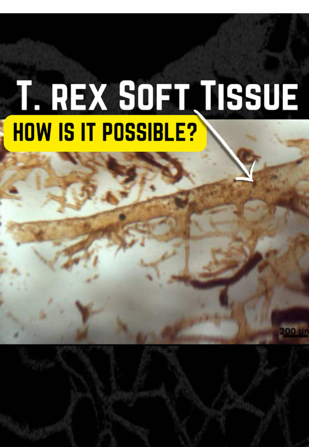 Tyrannosaurus Rex Blood Vessels | How can dinosaur soft tissue persist for over 66 million years? #Science #evolution #dinosaurs #LearnOnTikTok #paleontology 