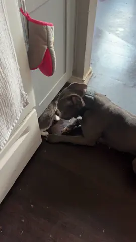 #fyp #kittensoftiktok #happy #foryoupage #dog