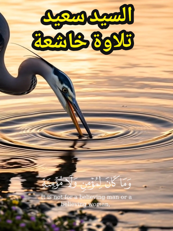 🌙 قرآن بصوت نادر يبكي القلوب | الشيخ السيد سعيد | تلاوة مؤثرة جداً QuranKareem الشيخ السيد سعيد، تلاوة خاشعة، قرآن كريم بصوت مؤثر، أجمل صوت قرآن، تلاوة قرآنية نادرة، الشيخ السيد سعيد تلاوة، قرآن يبكي القلوب HolyQuran #الشيخ_السيد_سعيد #قرآن_كريم #تلاوة_خاشعة #تلاوة_مؤثرة #quran 