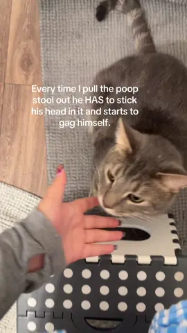 Idk what is wrong with my cat. He never does this unless the stool is out. Insane #cats #catsoftiktok #catlover #catmom #crazy 