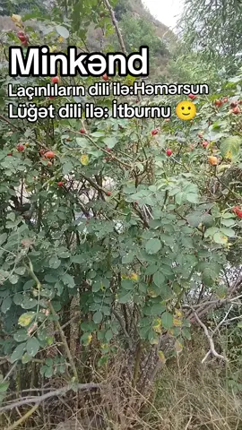 Minkənd😊#laçın #minkənd #041 #kənd #laçınlılar 