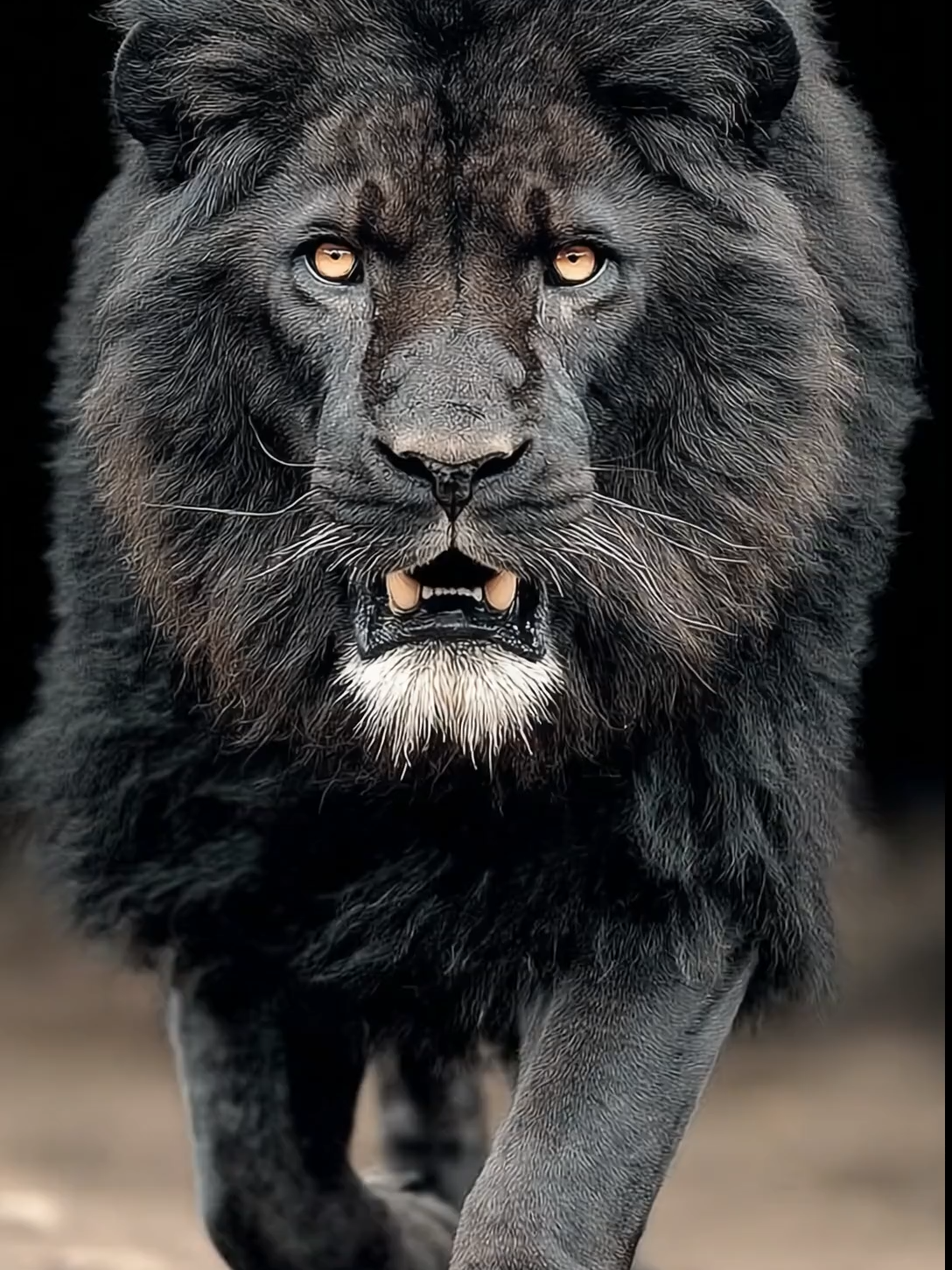 Live Wallpaper | Black Lion – Fury Unleashed A colossal melanistic lion strides across the savanna, its obsidian mane cascading wildly as molten-orange eyes blaze with fury. Muscles ripple beneath a glossy black coat, each detail defined with predatory precision. The ultimate beast, radiating mythic power and dominance. #blacklion #savanna #mythicpower #PixVerse #livewallpaper