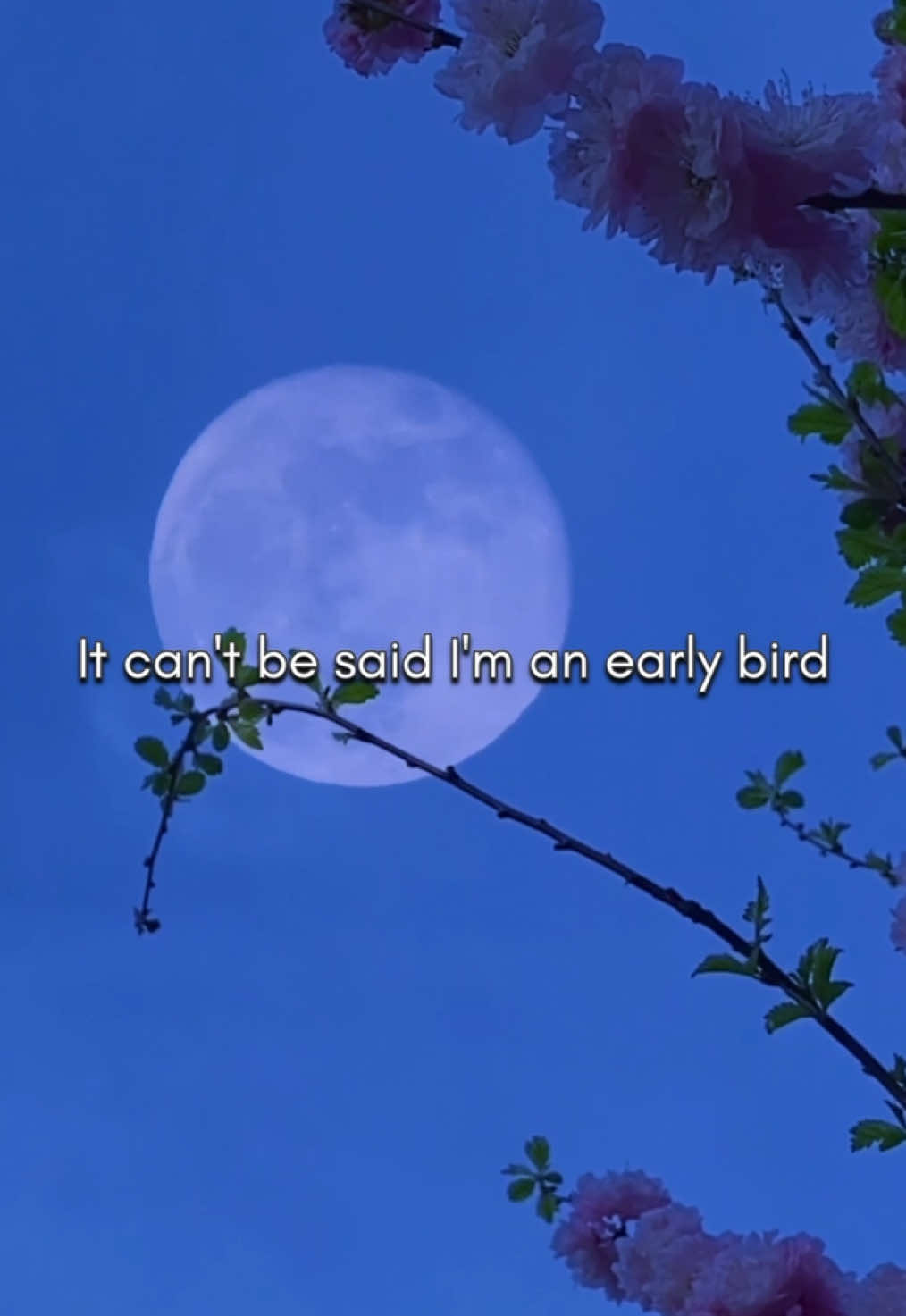 #toosweet #hozier #lyrics #ellelyrics 