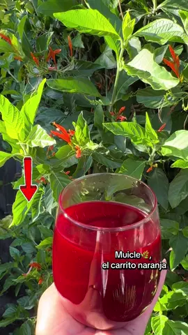 #lupus #leusemia #viral #leusemia #viral @Botanica Natural 