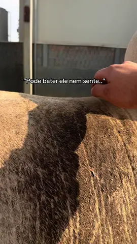 Essa é a nossa realidade, onde bater em animais é bonito.. os seres mais puros que Deus criou não foram feitos para serem agredidos..