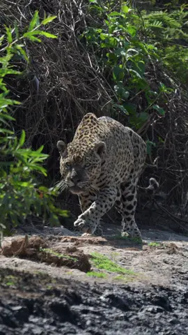 🐆🔥 Ousado, resgatado nas queimadas de 2020, continua sua jornada pelo Pantanal. Mesmo com alguns dentes quebrados e dificuldades na caça, ele segue firme, um verdadeiro símbolo de resistência! 💚✨ ⸻ English 🐆🔥 Ousado, rescued during the 2020 wildfires, is still roaming the Pantanal. Even with broken teeth and hunting challenges, he keeps going strong — a true symbol of resilience! 💚✨ #Pantanal #OnçaPintada #Jaguar #wildlife #fyp 