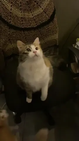 Overreacting cats everywhere. 😹 #DramaQueens #DramaticCats #CatTok #FunnyPets #CatLife 