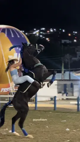 Cavalo empinando #harasbentinho #creatorsearchinsights 