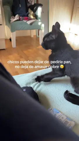 #foryoupage #gatos #gatitos #humor #xybca 