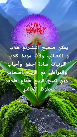 #التشرذم 