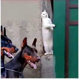 #😂😂😂 #foryou #jdidix #greenscreen #foryoupage #woskwpxme #standwithkashmir #woskwpxme #standwithkashmir #family #f #viralvideo #viral #trending #tiktok #anime #iphone #fyppppppppppppppppppppppp #fyp #fy #funny #c #capcut 