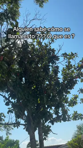 #fruta #ayuda #fyp #Viral #texas 