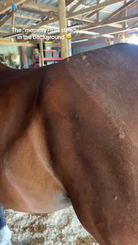 Glad I didn’t freak out and assume the worst 😅 apparently his body can’t handle liniment, even diluted, anymore. Cool cool #equestrian #horse 
