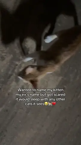 I’m scared my kitten gonna run away just like my ex did😫💔#fyp#honey_drop_0#viral#memestiktok#kitten 
