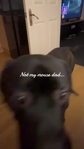 Not my mouse! #canecorso #doglovers #gabsmolders 