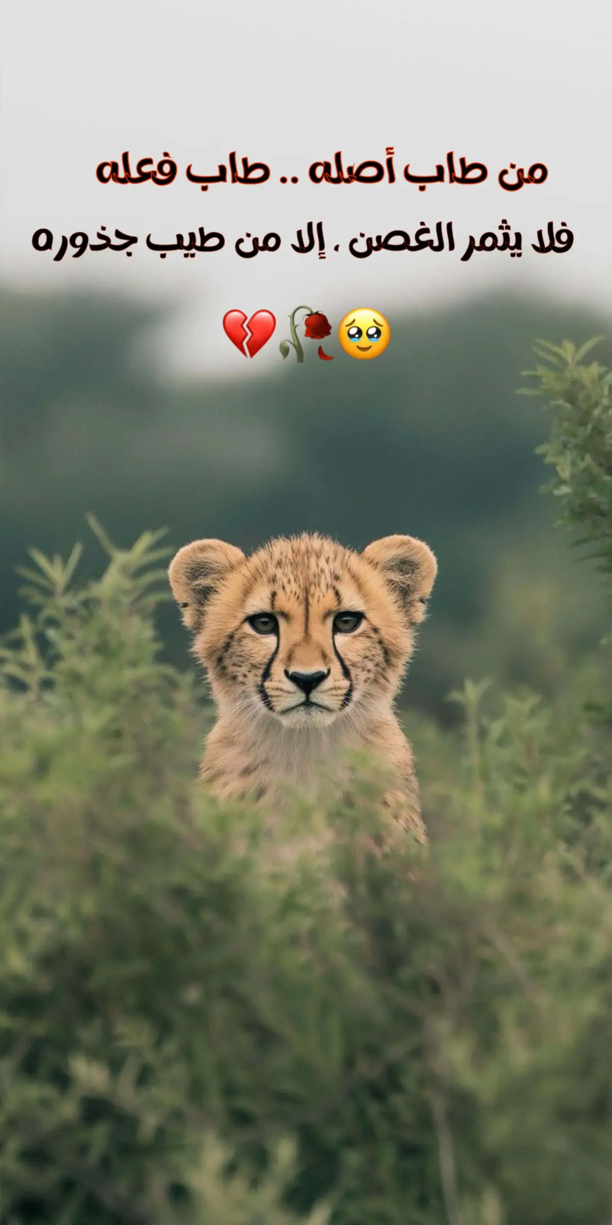 #عبارات #اقتباسات #اكسبلور 