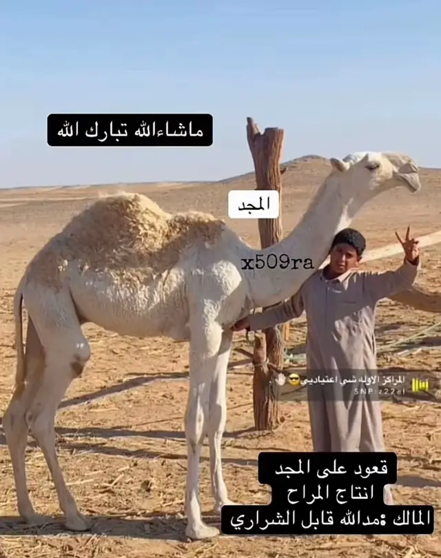 #بعير_عبدالمجسن_ابن_سحمان_الشيباني #المجد_لنا #البداوه_الطيبه #الشعب_الصيني_ماله_حل😂😂 #انتاج_كفو 