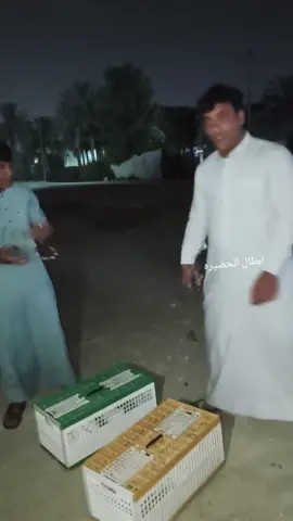 فكات ارافل بليل#طيور #ارافل #اعادة_النشر🔃 #اعاده_نشر🔁 #ارفلي_ملك_الساحه🤫😏 