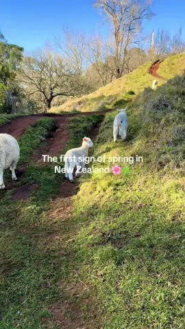 Turns out lambs wag their tails when they’re happy 🥹🐑✨  The cutest sign of spring 🌼 #newzealand #spring #nztravel #auckland #springvibes 