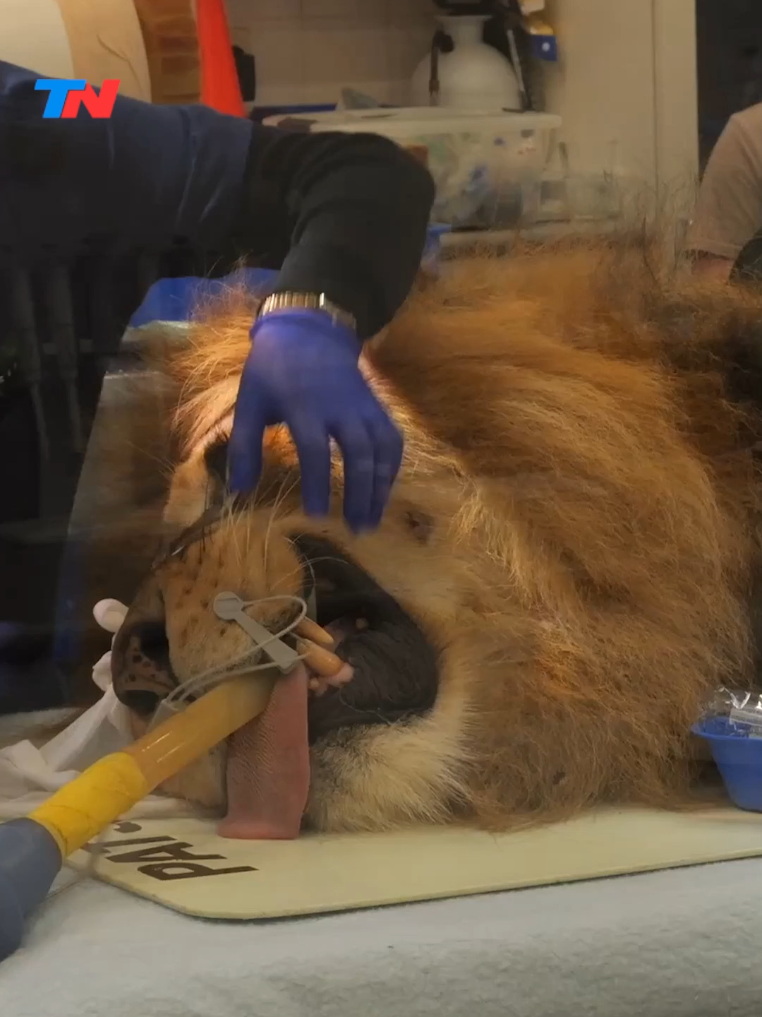 🦁 Un león fue sometido a una operación dental en el Zoológico de Melbourne para reparar un colmillo roto. El procedimiento, que requirió un equipo de 10 veterinarios, incluyó hasta guantes tejidos a mano para mantenerlo abrigado. Una muestra única de cuidado y dedicación hacia el rey de la selva.