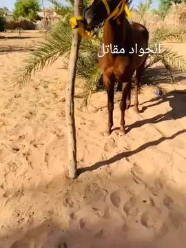@🔥@افندينا@تينري🔥 @عتمان اسويسي 🐎 #شرعيه_والامور_طيبه_ياحاج✈🙃🎵💯 