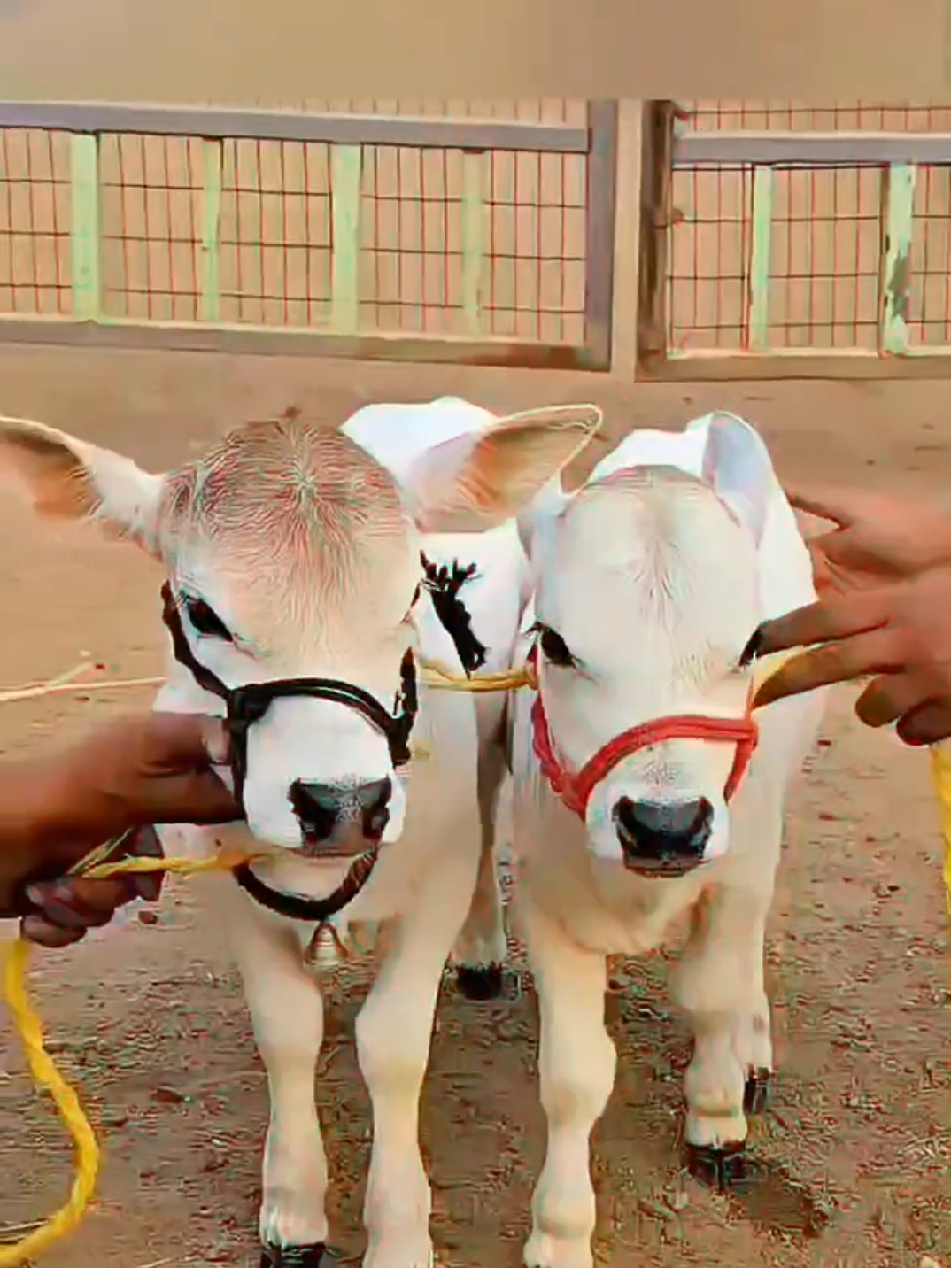 The Smallest Cow Ever Recorded #shorts #animals #wildlife