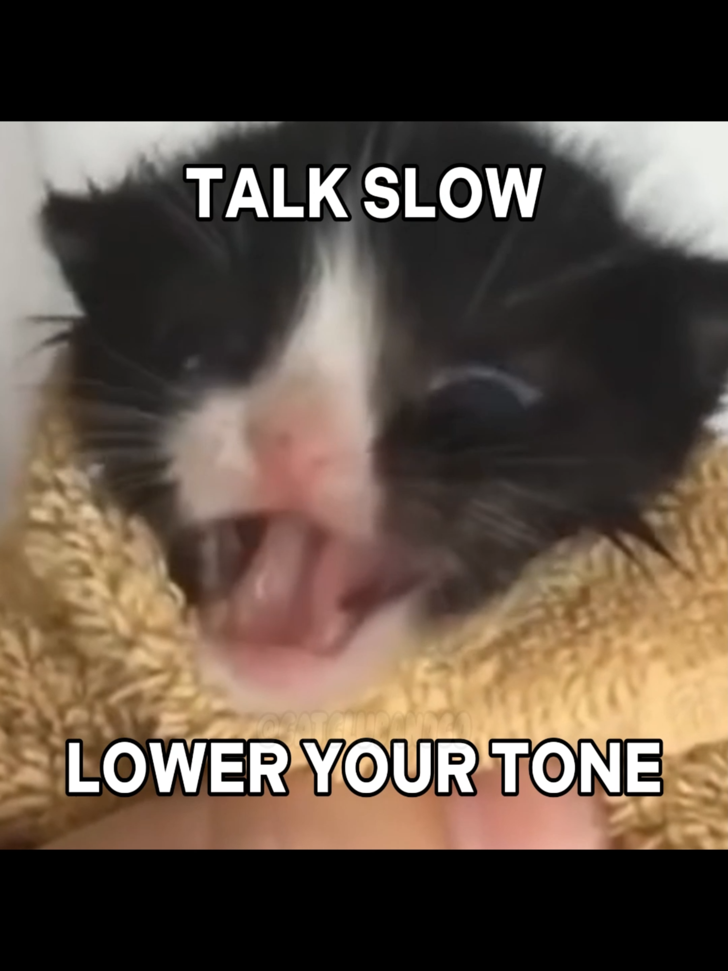 OPPS AND COPPERS I DISPOSE #cat #catlover #cutecat #catsoftiktok#catslife