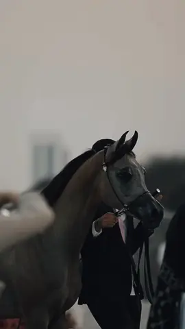 #الخيل_عشق_لاينتهي #الخيل_العربي_الاصيل #خيل_وخياله🐎 #الخيل_من_خيالها 