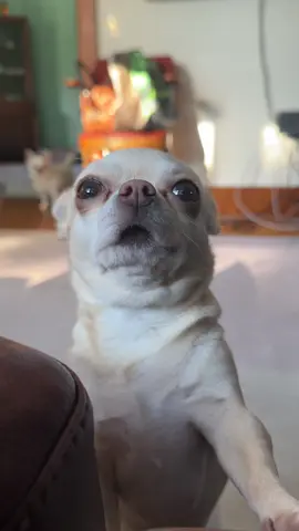 Mother… #chihuahuas #teef #overbite #chihuahualove #foryoupage